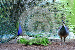 Peacock in full plumage attracting female photo
