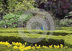 Peacock in garden