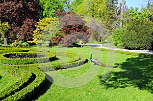 Peacock in garden