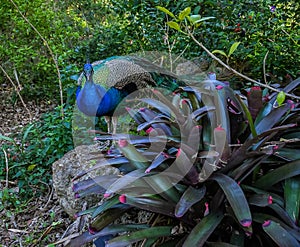 Peacock in the Garden
