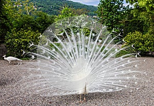 Peacock in the garden, Stresa, Italy