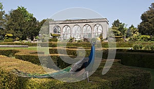 The Peacock Gardens and Orangery at Warwick Castle