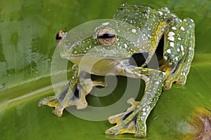 Peacock gliding tree frog