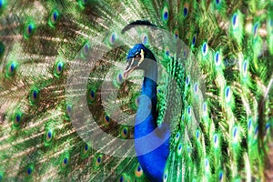 Peacock glory