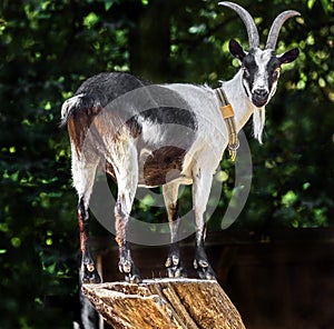 Peacock goat 4