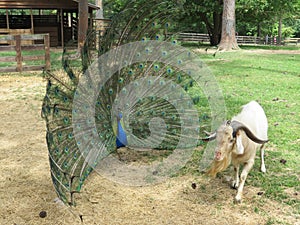 Peacock Goat Herder