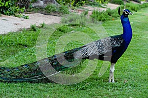 Peacock Graceful