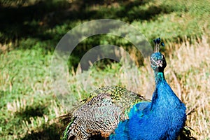 Peacock in grass on a sunny day