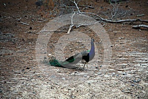 Peacock in Greece