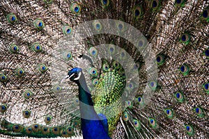 Peacock in Greece