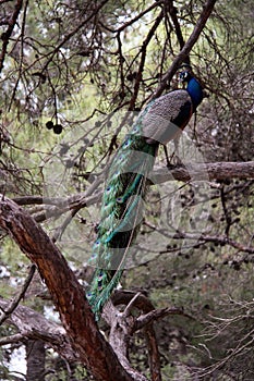 Peacock in Greece