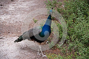 Peacock in Greece