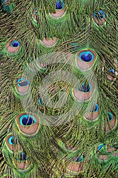 Peacock green and blue plumage in close up