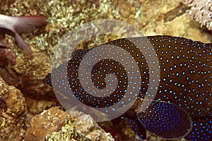 Peacock grouper