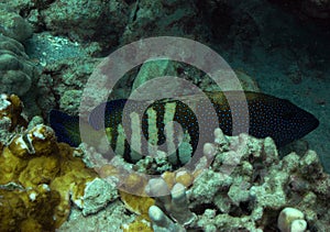Peacock Grouper
