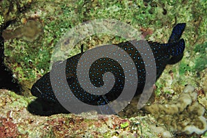 Peacock grouper cephalopholis argus