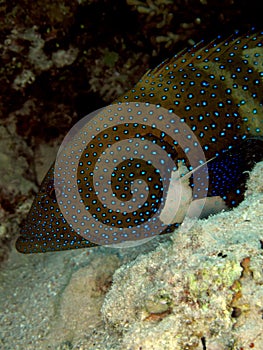 Peacock grouper cephalopholis argus