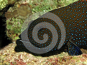 Peacock grouper cephalopholis argus,