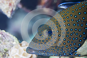 Peacock grouper cephalopholis argus,