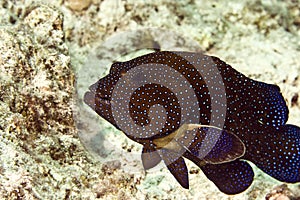 Peacock grouper (cephalopholis argus)