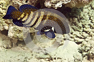 Peacock grouper (cephalopholis argus)