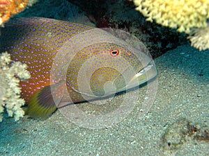 Peacock Grouper Red Sea Night Dive