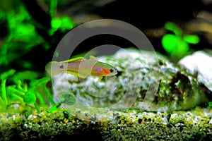 Peacock gudgeon freshwater Goby - Tateurndina ocellicauda