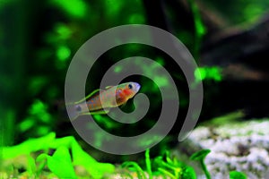 Peacock gudgeon freshwater Goby - Tateurndina ocellicauda