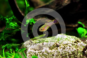 Peacock gudgeon freshwater Goby - Tateurndina ocellicauda