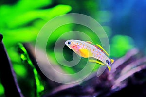 Peacock gudgeon freshwater Goby - Tateurndina ocellicauda