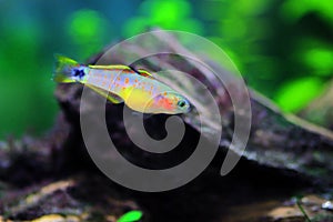 Peacock gudgeon freshwater Goby - Tateurndina ocellicauda