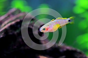 Peacock gudgeon freshwater Goby - Tateurndina ocellicauda