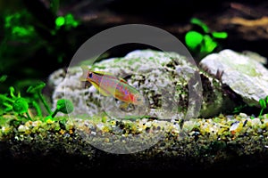 Peacock gudgeon freshwater Goby - Tateurndina ocellicauda