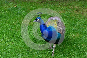 Peacock at Gwydir Castle