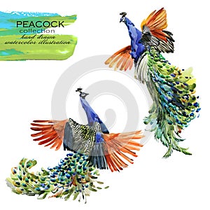 Peacock hand drawn watercolor illustration set