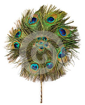 Peacock hand fan isolated