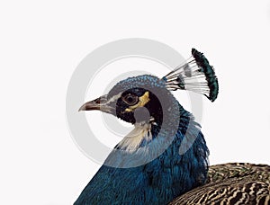 Peacock head bird