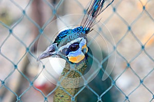 Peacock head in cage