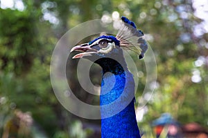 Peacock head close up. Malaysia