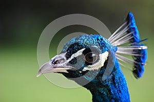 Peacock head closeup