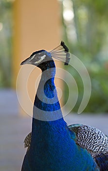 Peacock head closeup
