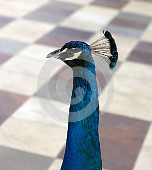 Peacock head closeup