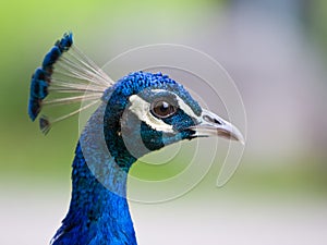 Peacock head closeup