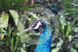 Peacock head closeup