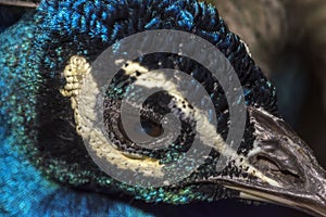 Peacock head male photo