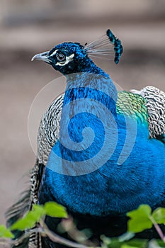 Peacock head, peacock close up