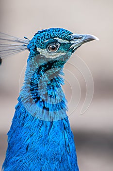 Peacock head, peacock close up