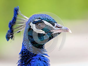 Peacock head portrait