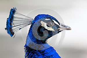 Peacock head portrait