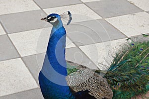 Peacock head from retiro park in Madrid